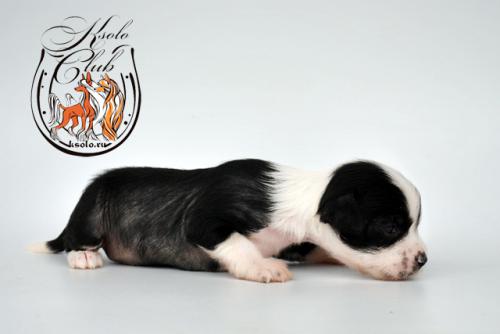 �������, ����� ����������� ��������