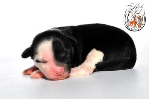 �������, ����� ����������� ��������