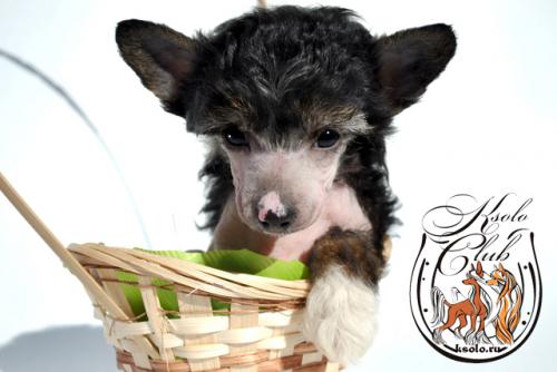 �������, ����� ����������� ��������