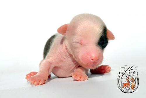 �������, ����� ����������� ��������