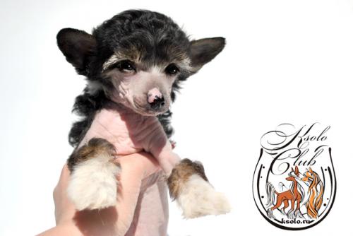 �������, ����� ����������� ��������