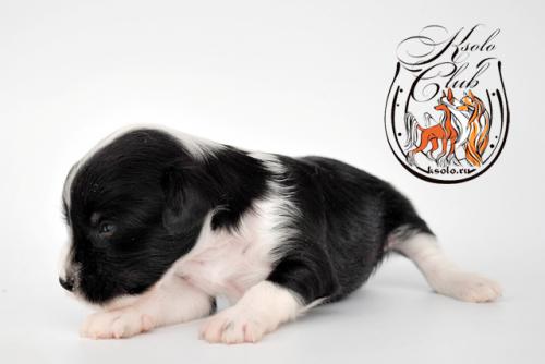 �������, ����� ����������� ��������