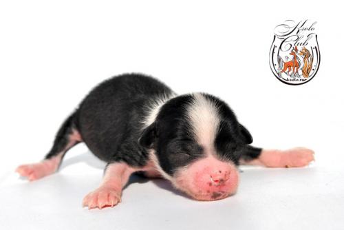 �������, ����� ����������� ��������