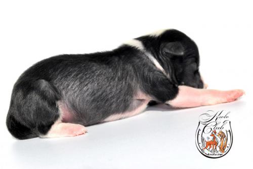 �������, ����� ����������� ��������