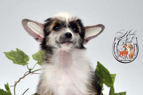 �������, ����� ����������� ��������