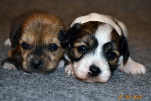 �������, ����� ����������� ��������