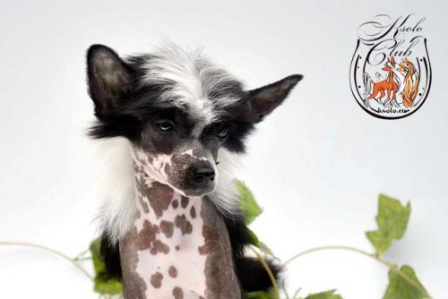 �������, ����� ����������� ��������