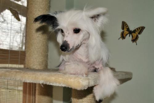 �������, ����� ����������� ��������