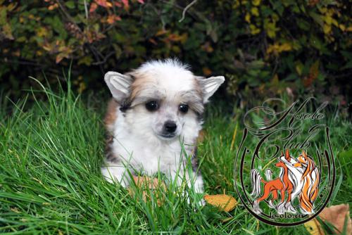 �������, ����� ����������� ��������