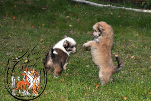 �������, ����� ����������� ��������