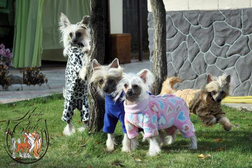 �������, ����� ����������� ��������