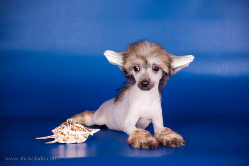 �������, ����� ����������� ��������