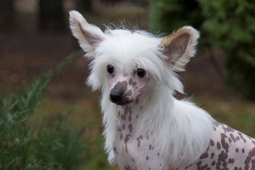 �������, ����� ����������� ��������