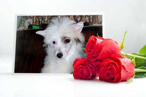 �������, ����� ����������� ��������