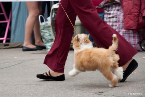 �������, ����� ����������� ��������