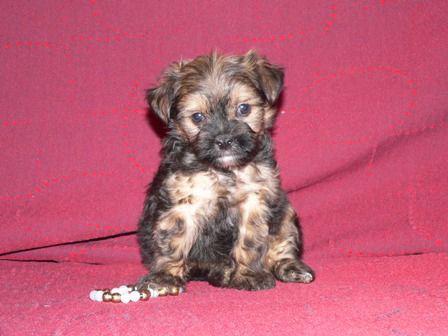 �������, ����� ����������� ��������