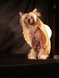 �������, ����� ����������� ��������