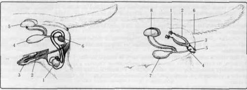 �������, ����� ����������� ��������