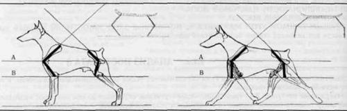 �������, ����� ����������� ��������