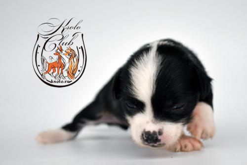 �������, ����� ����������� ��������