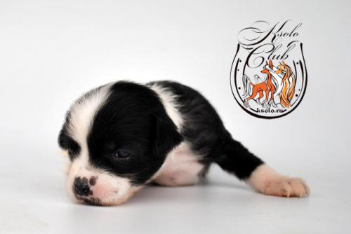 �������, ����� ����������� ��������