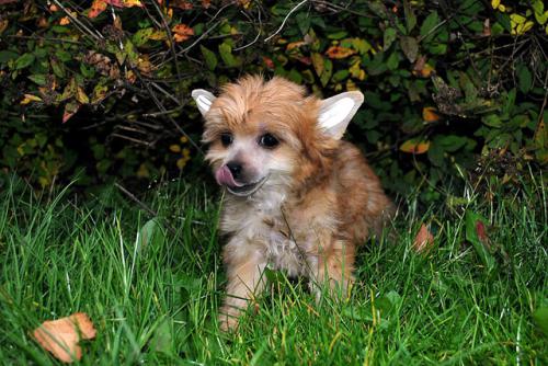 �������, ����� ����������� ��������