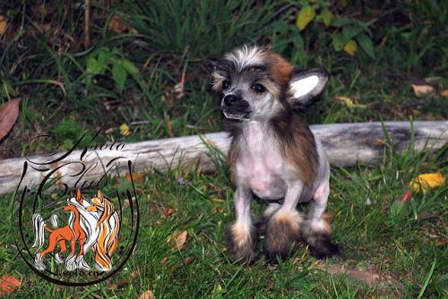 �������, ����� ����������� ��������