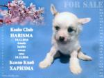    Ksolo Club HARISMA