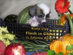 Ksolo Club Flaming Gem iz Zelenoy Roshi Ksolo Club Fall in Love iz Zelenoy Roshi