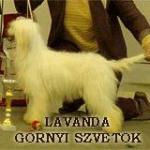 Lavanda Gornyi Szvetok