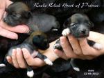 Ksolo Club Best of Prince