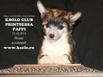    - KSOLO CLUB PRINTSESSA PAFFI -  