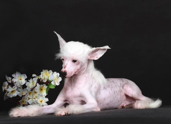 КСОЛО КЛАБ АЛЬБИОН
Порода: Китайская хохлатая собака
Дата рождения: 15.10.2022
Пол: кобель
Вариация: голая
Клеймо: KSL 445 Микрочип номер: 900217000142116