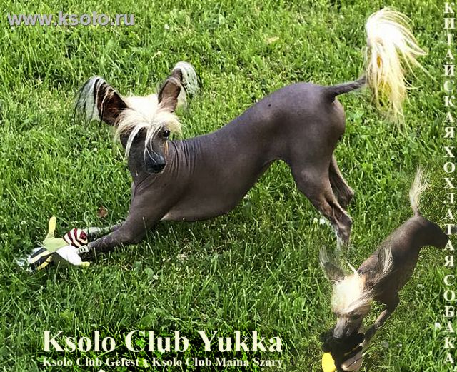 Ksolo Club Yukka