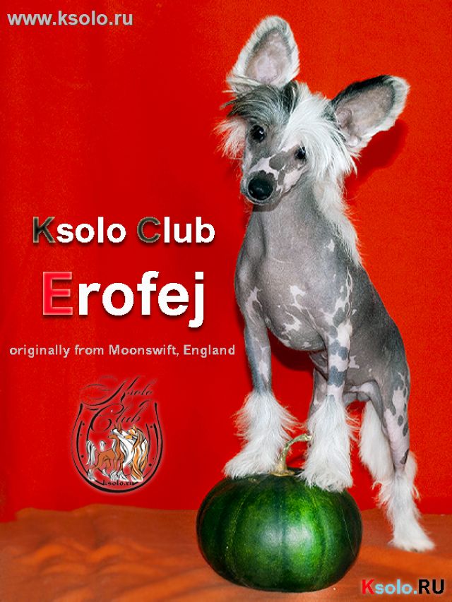 Ksolo Club Erofej