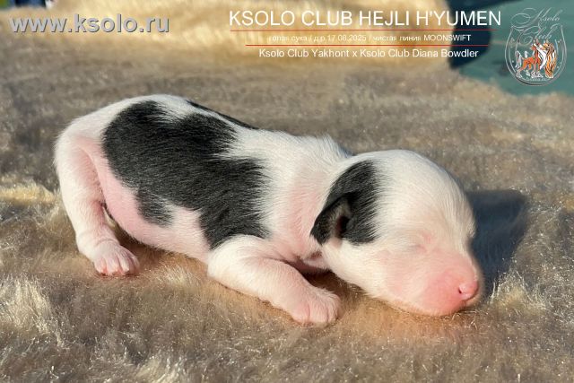 Просмотр фото... Ksolo Club Hejli H'Yumen