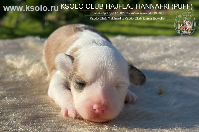 Просмотр фото... KSOLO CLUB HAJFLAJ HANNAFRI