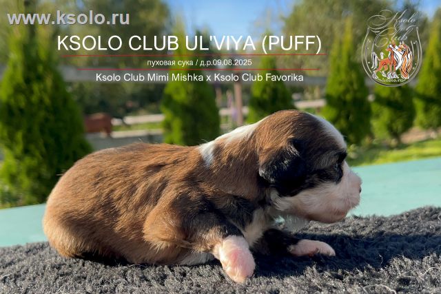 Просмотр фото... Ksolo Club Ul'viya