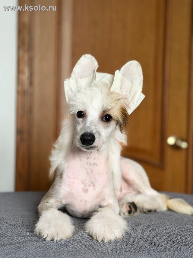 Просмотр фото... Ksolo Club Cheroki