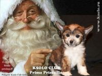 Chinese crested dog puppy powderpuff Ksolo Club Prima Pristsilla