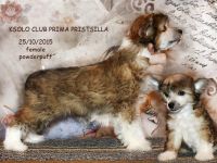 Chinese crested dog puppy powderpuff Ksolo Club Prima Pristsilla