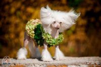 Китайская хохлатая собака Ксоло Клаб Юлика - Юляшка