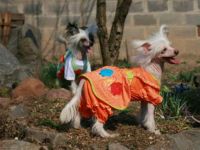 Китайская хохлатая собака Фантастик Кашмир