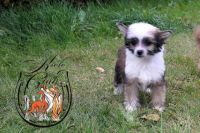 Chinese crested dog puppy