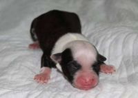 Chinese crested dog puppy