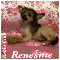 Chinese crested dog Ksolo Club Renesmi