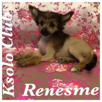 Chinese crested dog Ksolo Club Renesmi