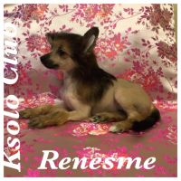 Chinese crested dog Ksolo Club Renesmi
