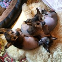 Chinese crested dog Ksolo Club Renesmi