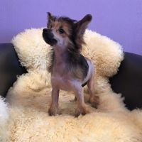 Chinese crested dog Ksolo Club Renesmi
